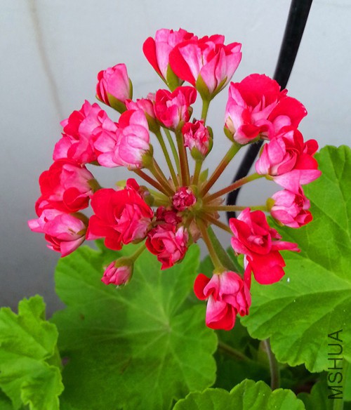 ���ÿ���������20150527C.jpg