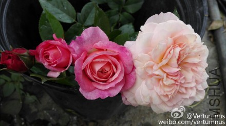 ΢������2012_1286053011.JPG