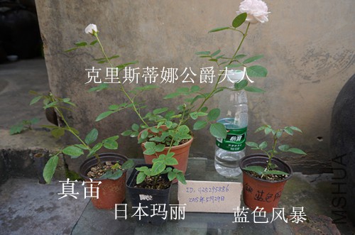 DSC02227.JPG