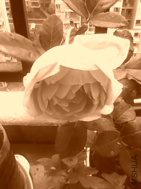 20150529155350.jpg