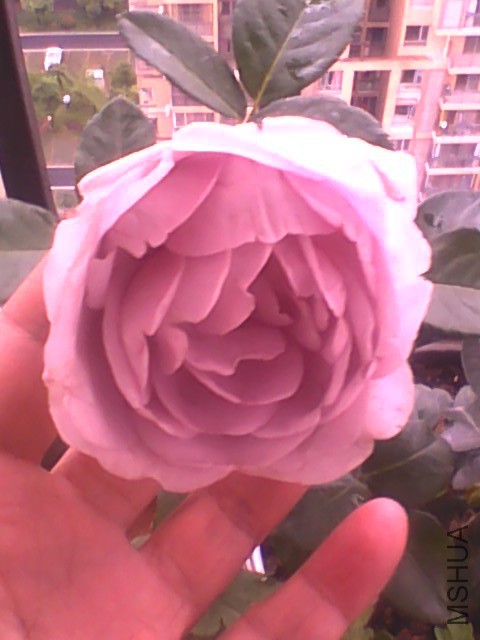 20150529155518.jpg