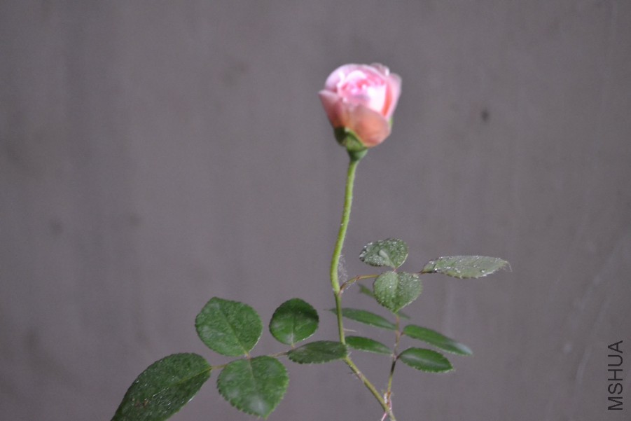 DSC_1146.JPG