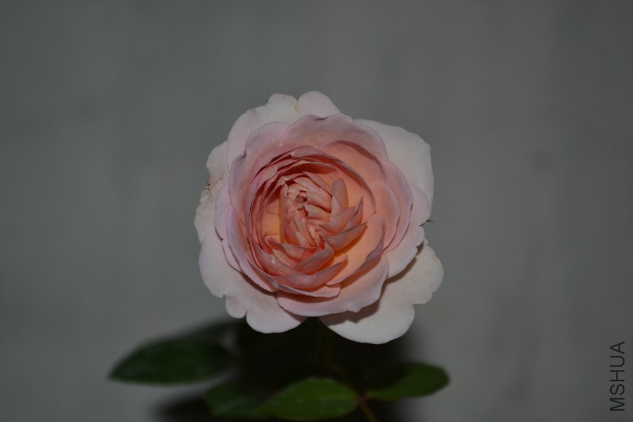 DSC_1163.JPG