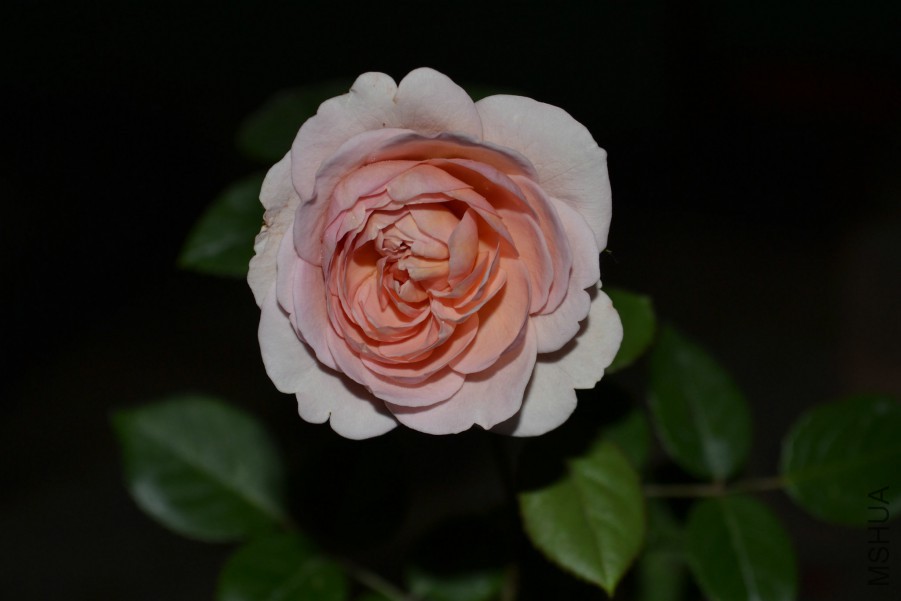 DSC_1164.JPG