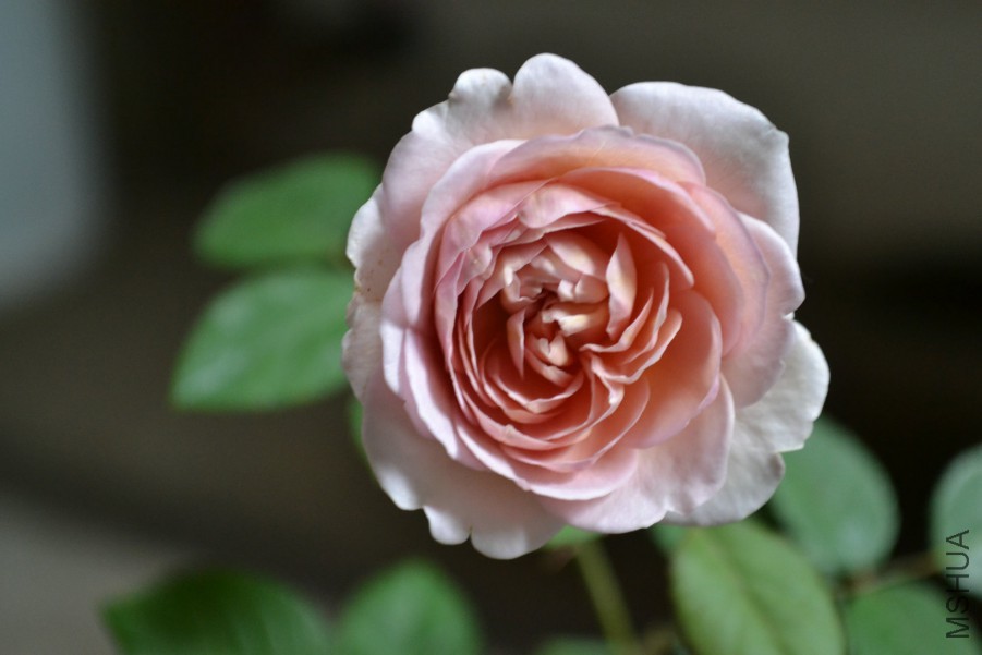 DSC_1169.JPG