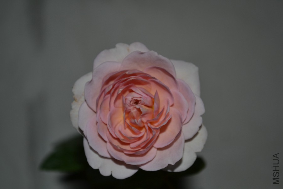 DSC_1172.JPG