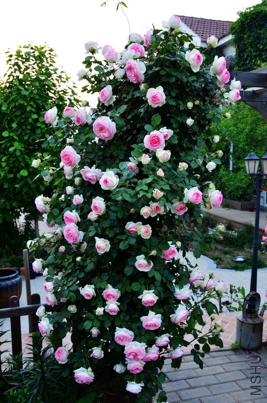 20130620200453_eBWw4.jpg