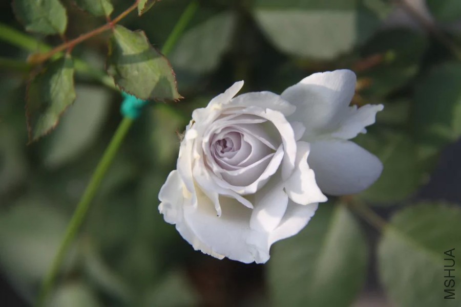 psb 519.jpg