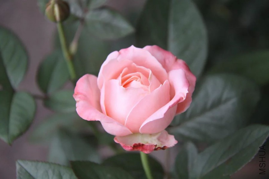 psb 522.jpg