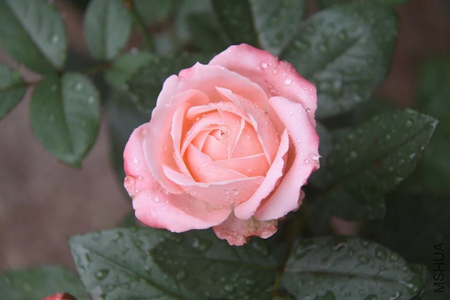 psb 523.jpg