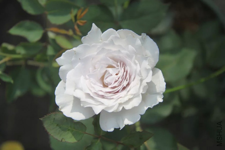 psb 529.jpg