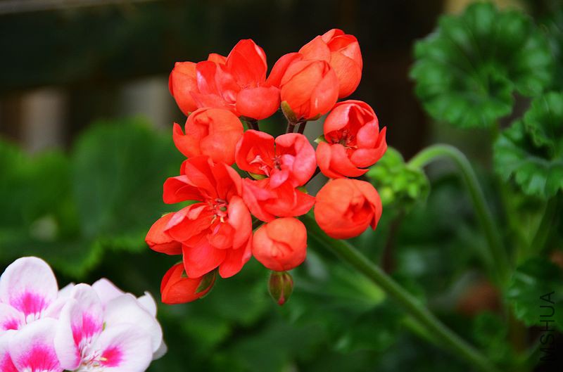 ������ (1).jpg