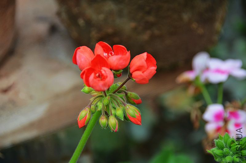 ������ (3).jpg