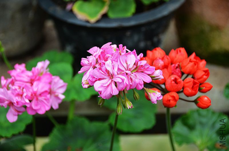 ���ƽ�� (3).jpg