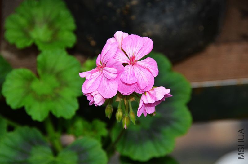 ���ƽ�� (1).jpg