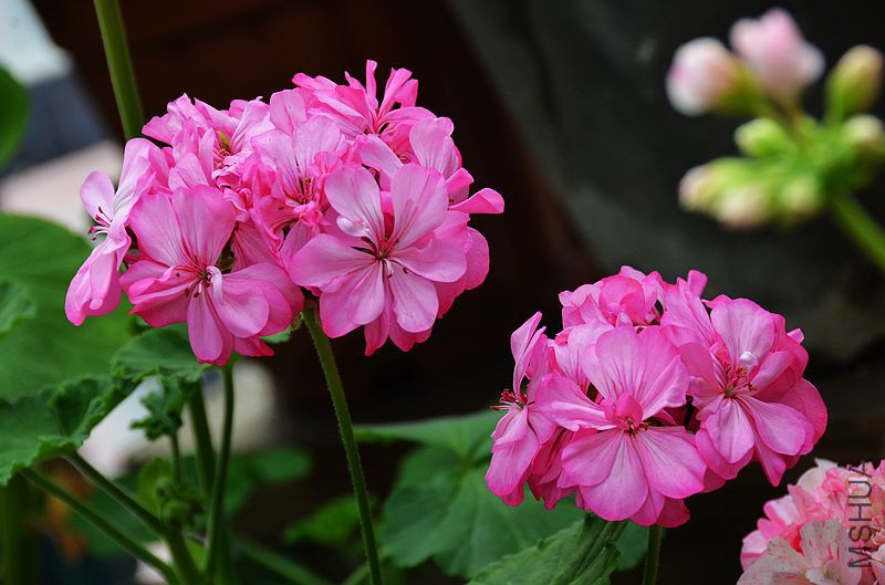 ���ƽ�� (6).jpg