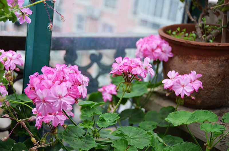 ���ƽ�� (9).jpg