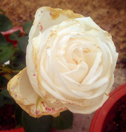 IMAG2129_����.jpg