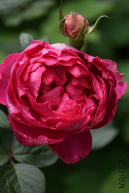 DSC01880 (427x640).jpg