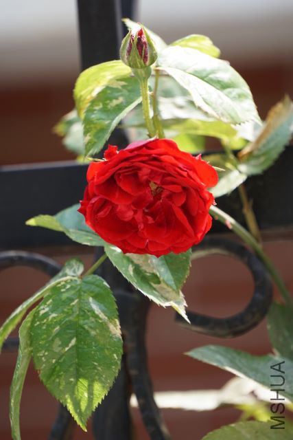 DSC01812 (427x640).jpg