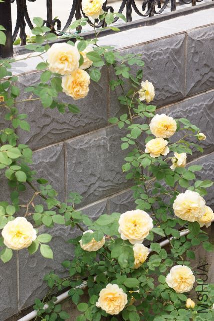 DSC01944 (427x640).jpg