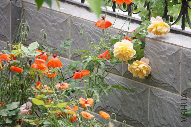 DSC01952 (640x427).jpg