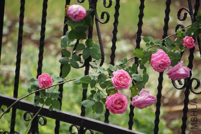 DSC01950 (640x427).jpg