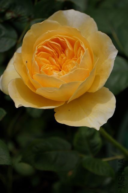 DSC01972 (427x640).jpg