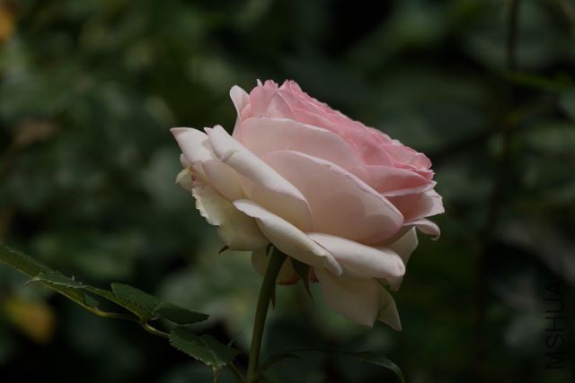 DSC01978 (640x427).jpg