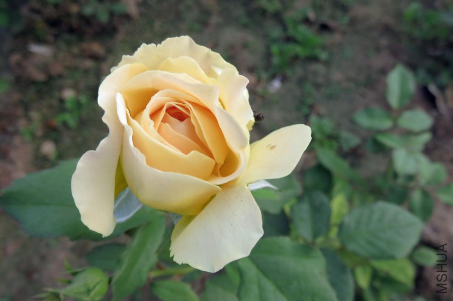 IMG_4677.JPG