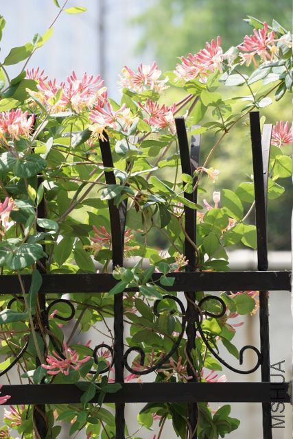 DSC01766 (427x640).jpg