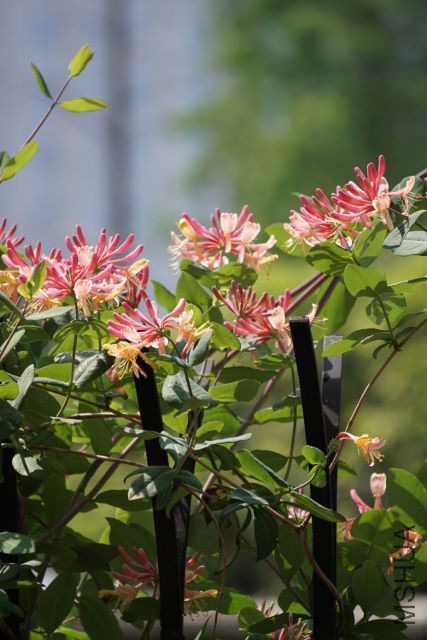 DSC01767 (427x640).jpg