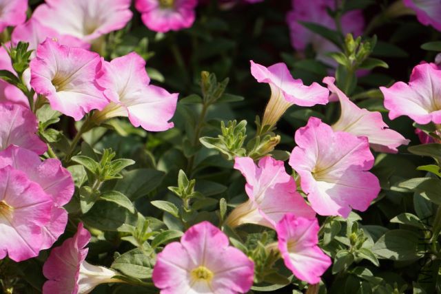 DSC01768 (640x427).jpg