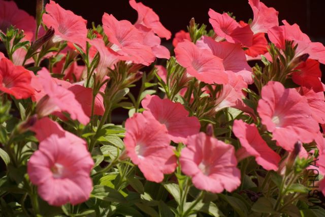 DSC01769 (640x427).jpg