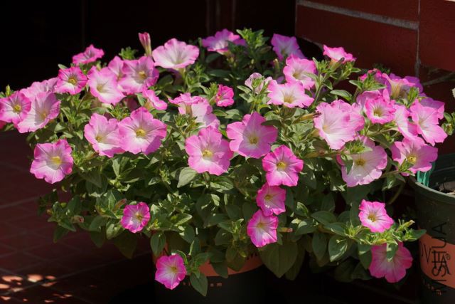 DSC01728 (640x427).jpg