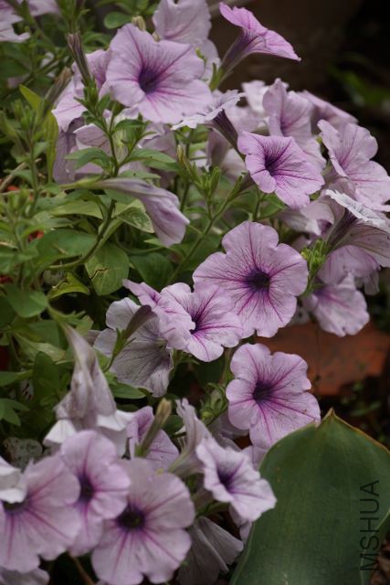 DSC01913 (427x640).jpg