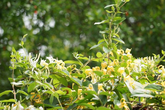 DSC01908 (640x427).jpg