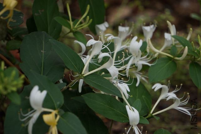 DSC01919 (640x427).jpg