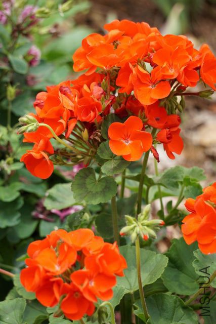 DSC01915 (427x640).jpg