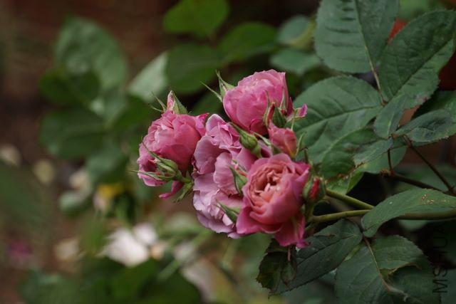 DSC01921 (640x427).jpg