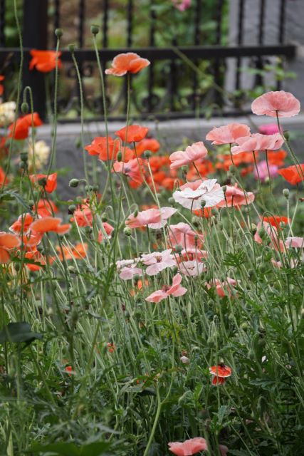 DSC01922 (427x640).jpg