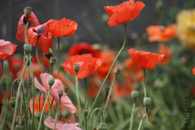 DSC01891 (640x427).jpg