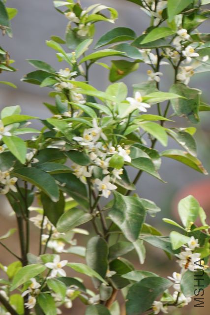 DSC01871 (427x640).jpg