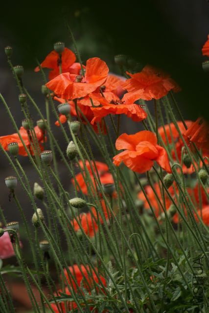 DSC01936 (427x640).jpg