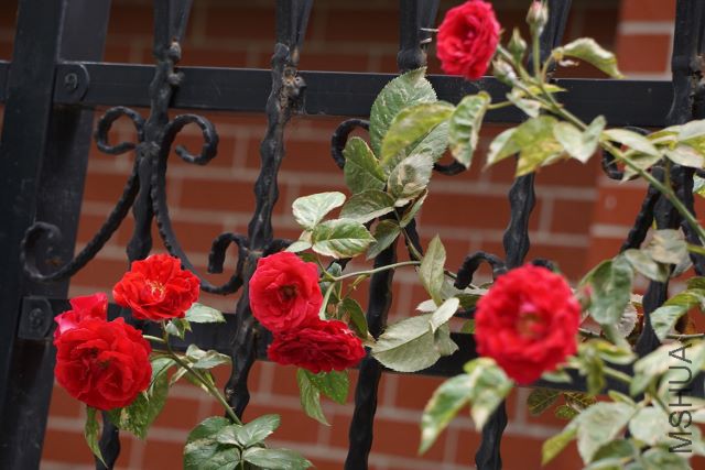 DSC01957 (640x427).jpg