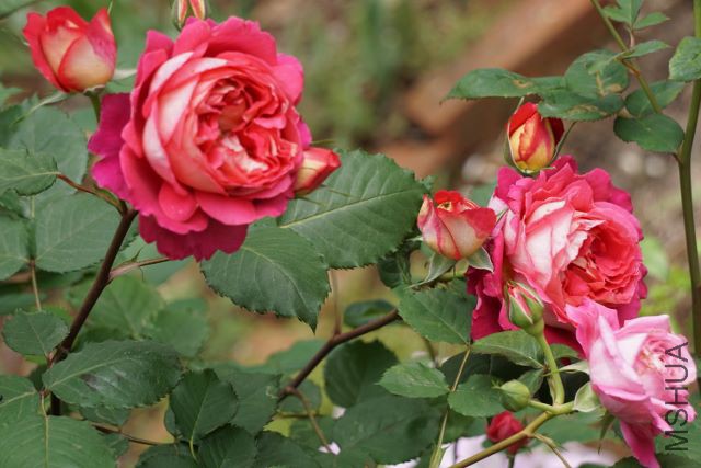 DSC01905 (640x427).jpg