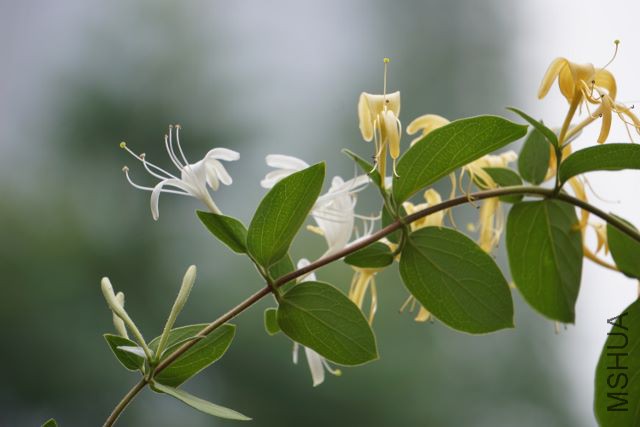 DSC01920 (640x427).jpg