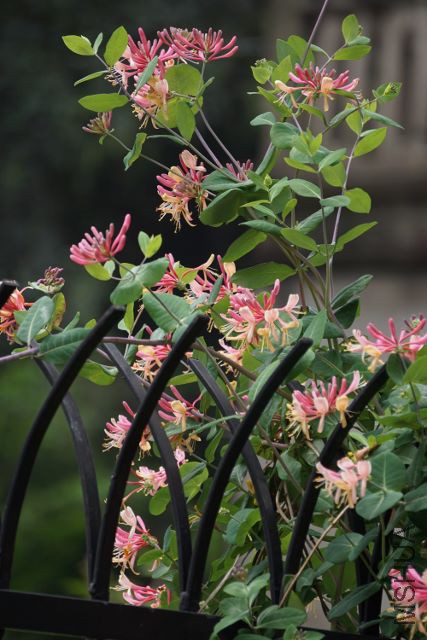 DSC01928 (427x640).jpg