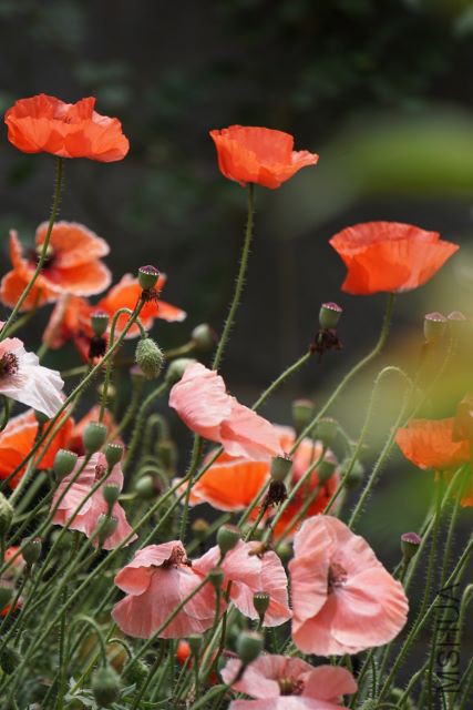 DSC01988 (427x640).jpg