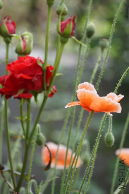 DSC01992 (427x640).jpg